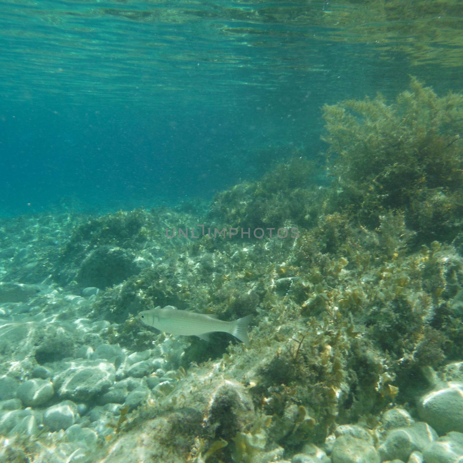 Shots of the beautiful underwater world of Greece