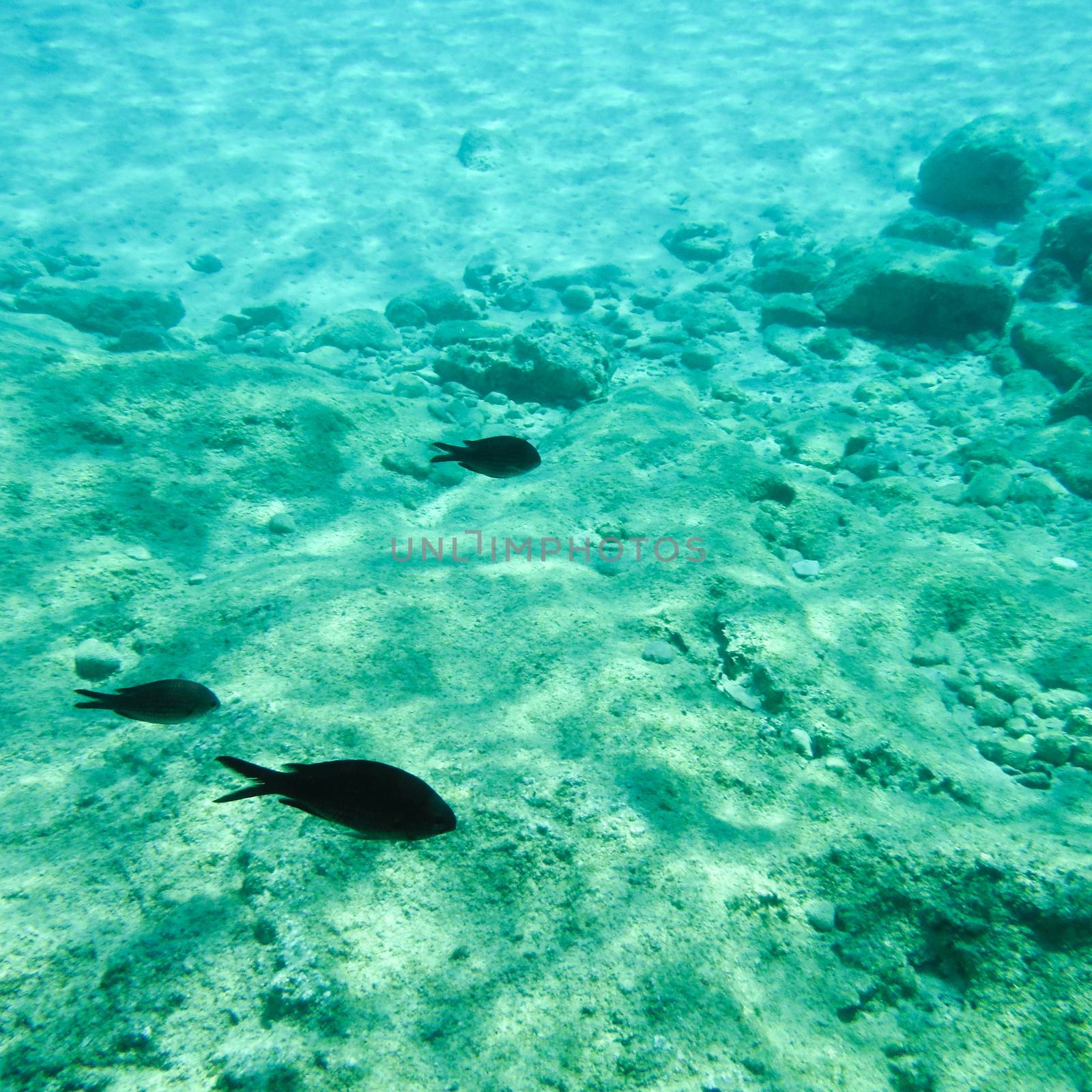 Shots of the beautiful underwater world of Greece