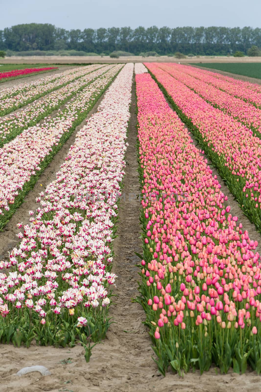 Colorful field of tulips in the Netherlands