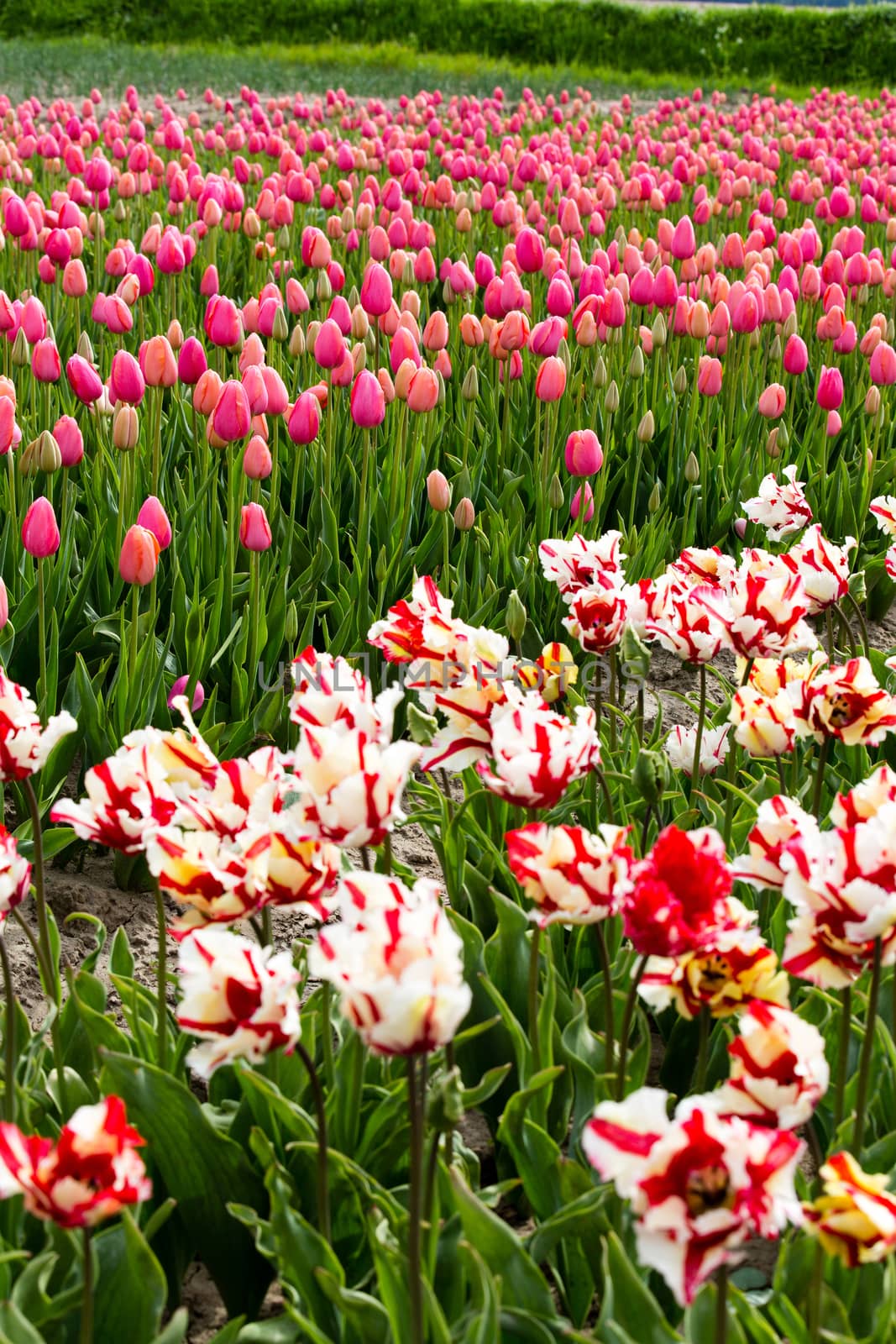 Colorful field of tulips in the Netherlands