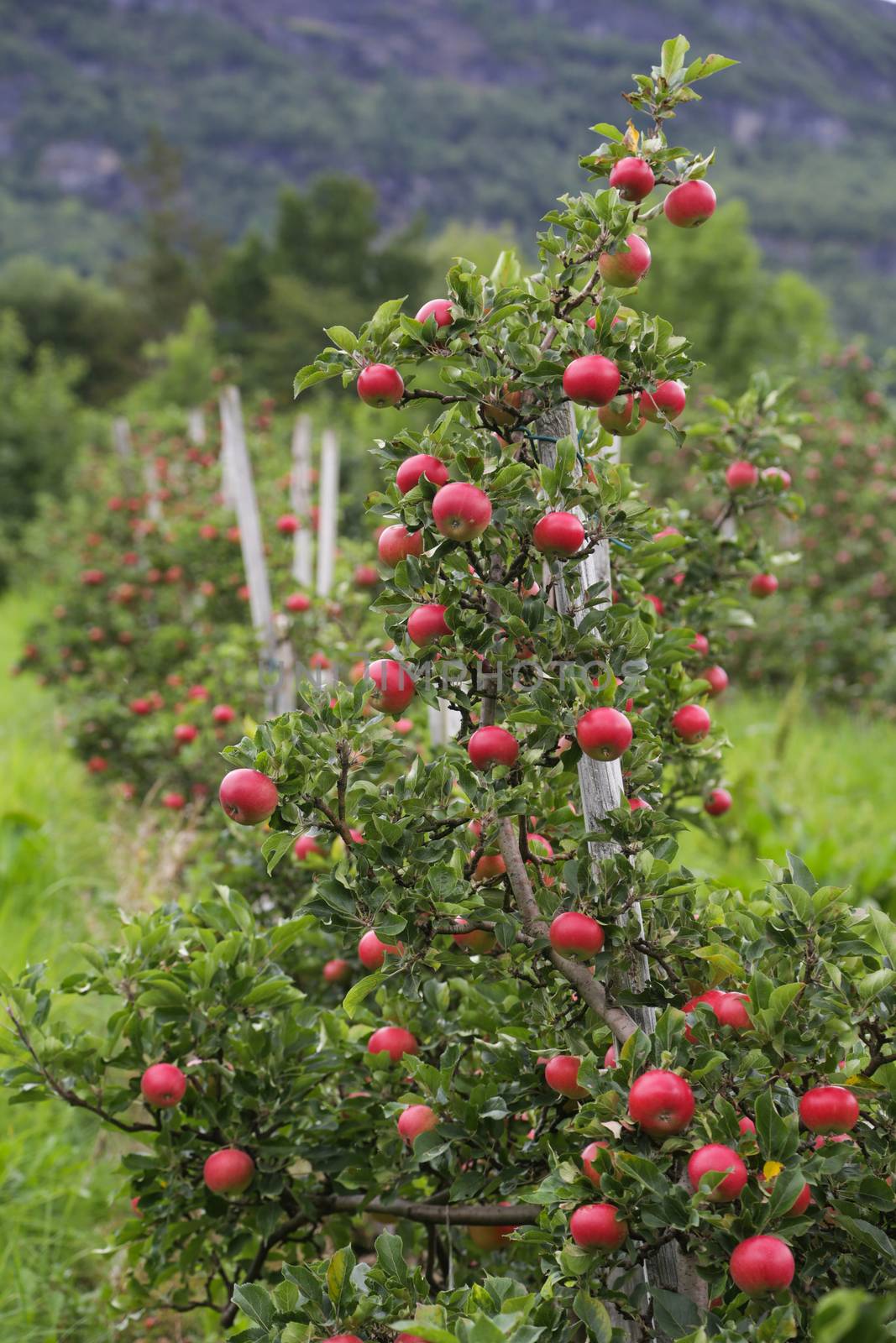 Apple tree gardens in Lofthus around the Hardanger fjord