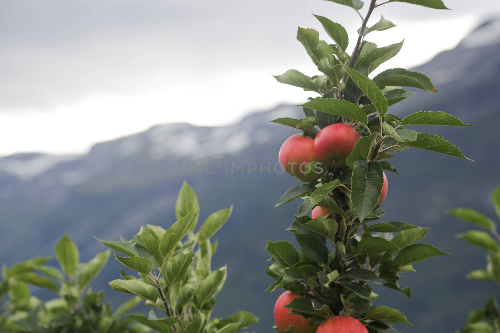 Apple tree gardens in Lofthus around the Hardanger fjord