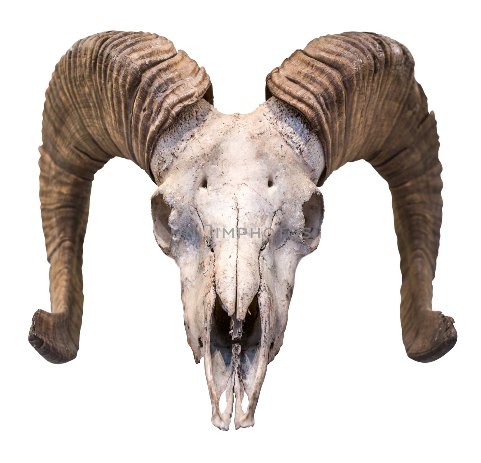Isolated Ram Skull by mrdoomits