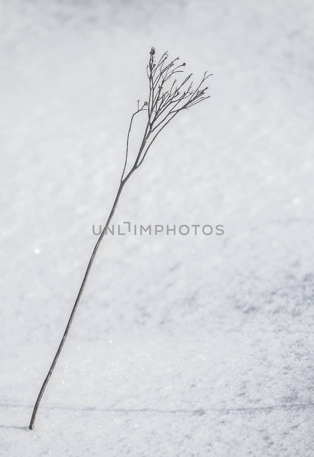 Seasonal Image Of A Plant Through Snow With Copy Space