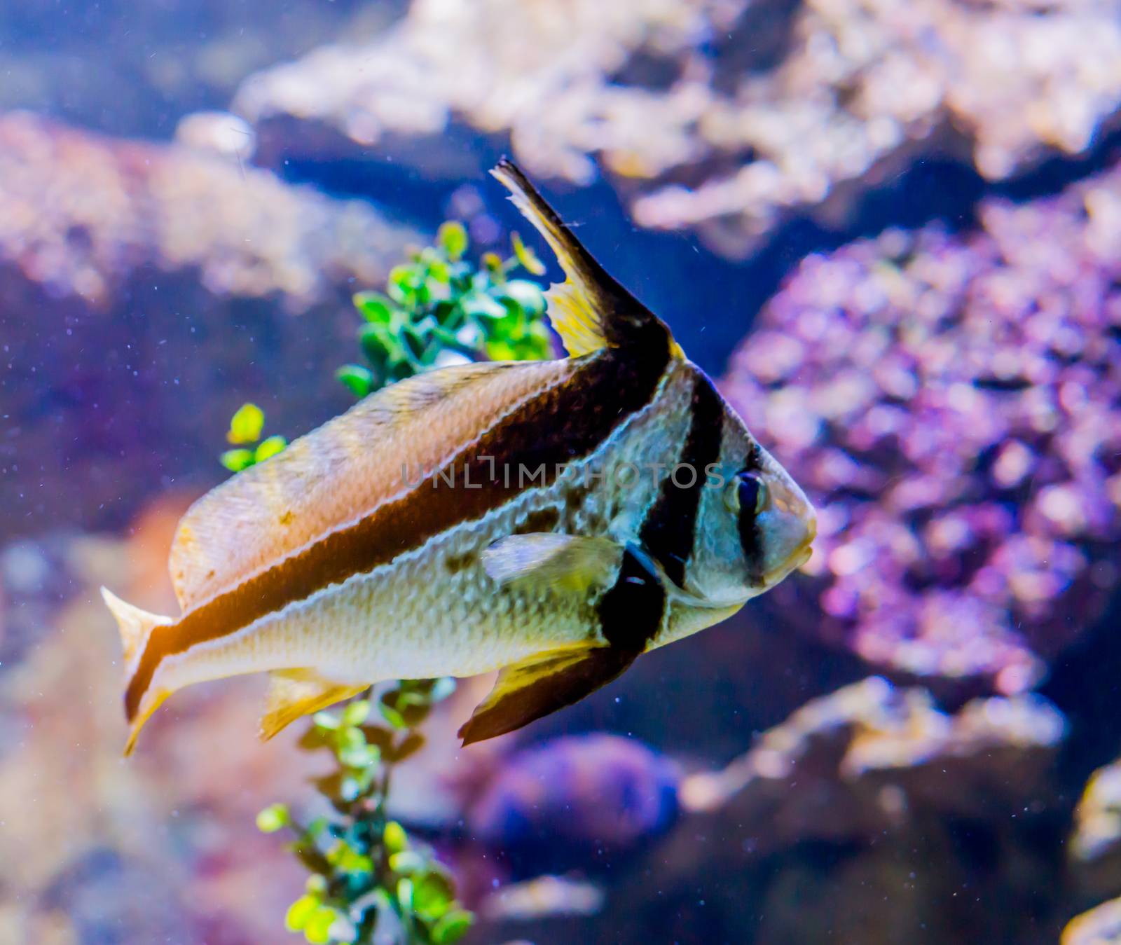 jackknife fish also known as lance-shaped ribbonfish swimming a tropical marine sea life fish portrait of a exotic fish pet from the atlantic ocean