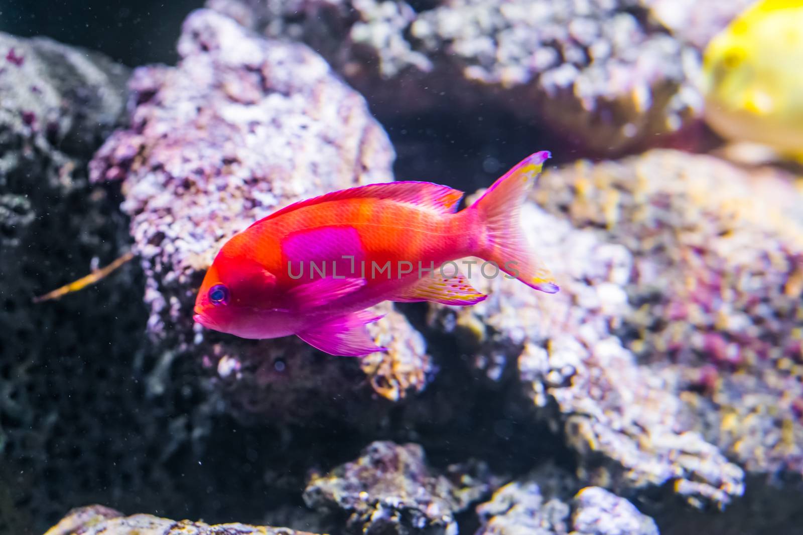 a squarespot anthias also know as the square spot fairy basslet a vibrant colorful tropical fish of the pacific ocean by charlottebleijenberg