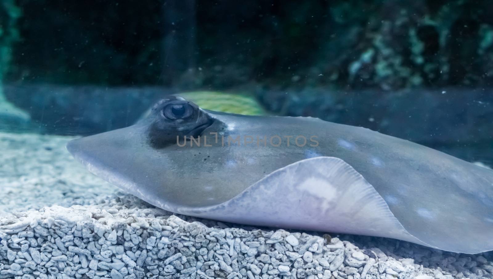 blue-spotted stingray looking very angry a closeup marine sea life animal portrait by charlottebleijenberg