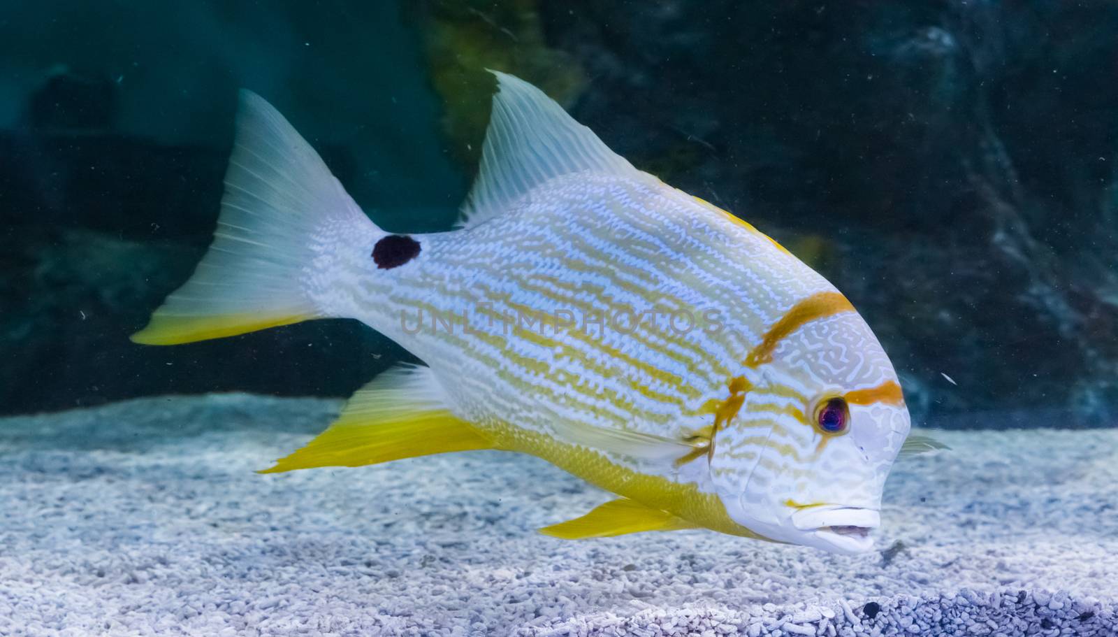 tropical white yellow striped fish with a black spot vibrant colorful big fish by charlottebleijenberg