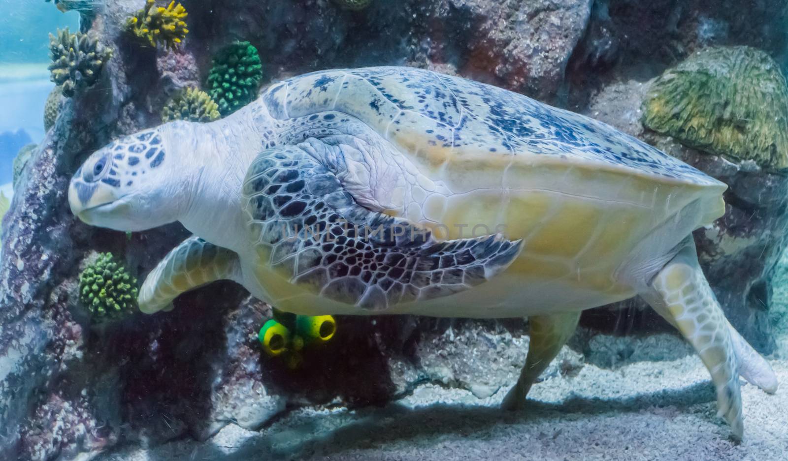 beautiful and big green or loggerhead turtle swimming by in closeup a marine sea life animal portrait by charlottebleijenberg