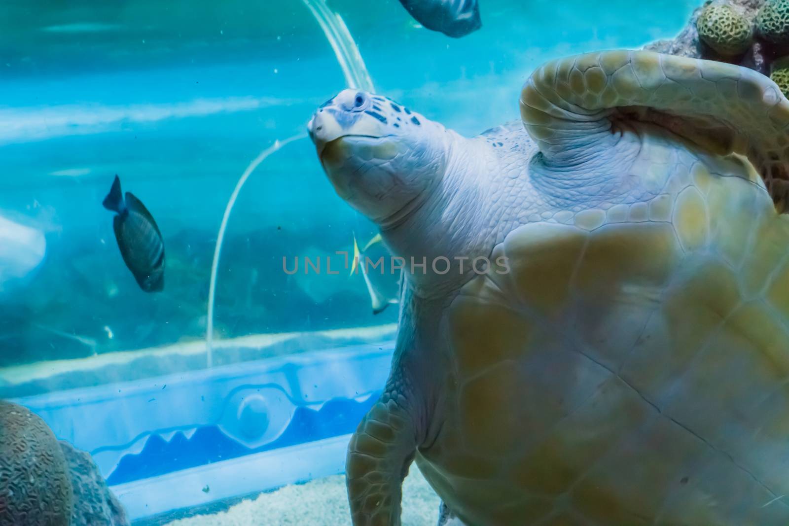 a funny and angry face closeup of a green or loggerhead rare sea turtle swimming by and saying hello