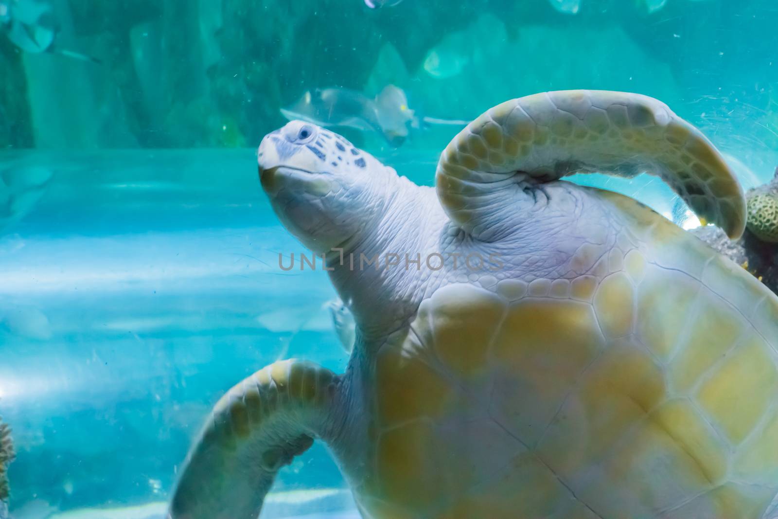 a funny face closeup of a angry green or loggerhead sea turtle swimming by and saying hi