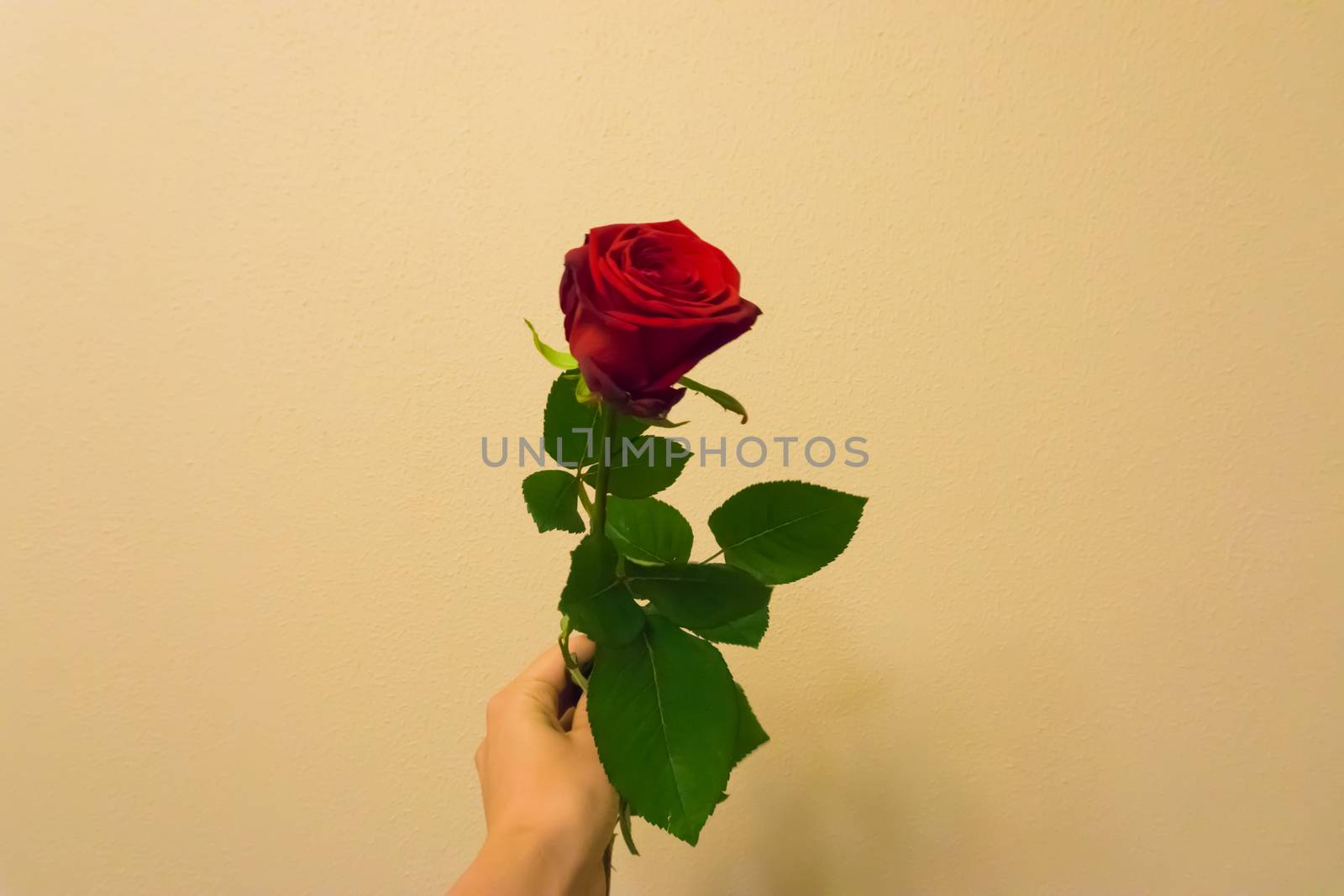 Valentines day a hand holding and giving a red rose isolated on a colored and textured background by charlottebleijenberg