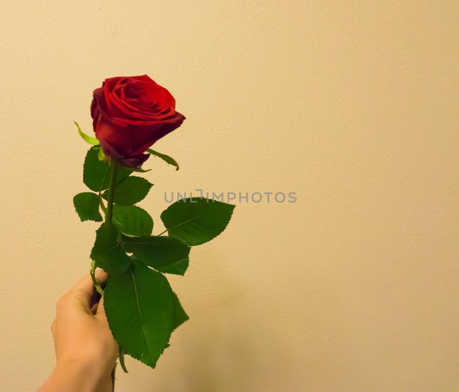 Valentines day a hand holding and giving a red rose with space to write what you want isolated on a colored and textured background by charlottebleijenberg