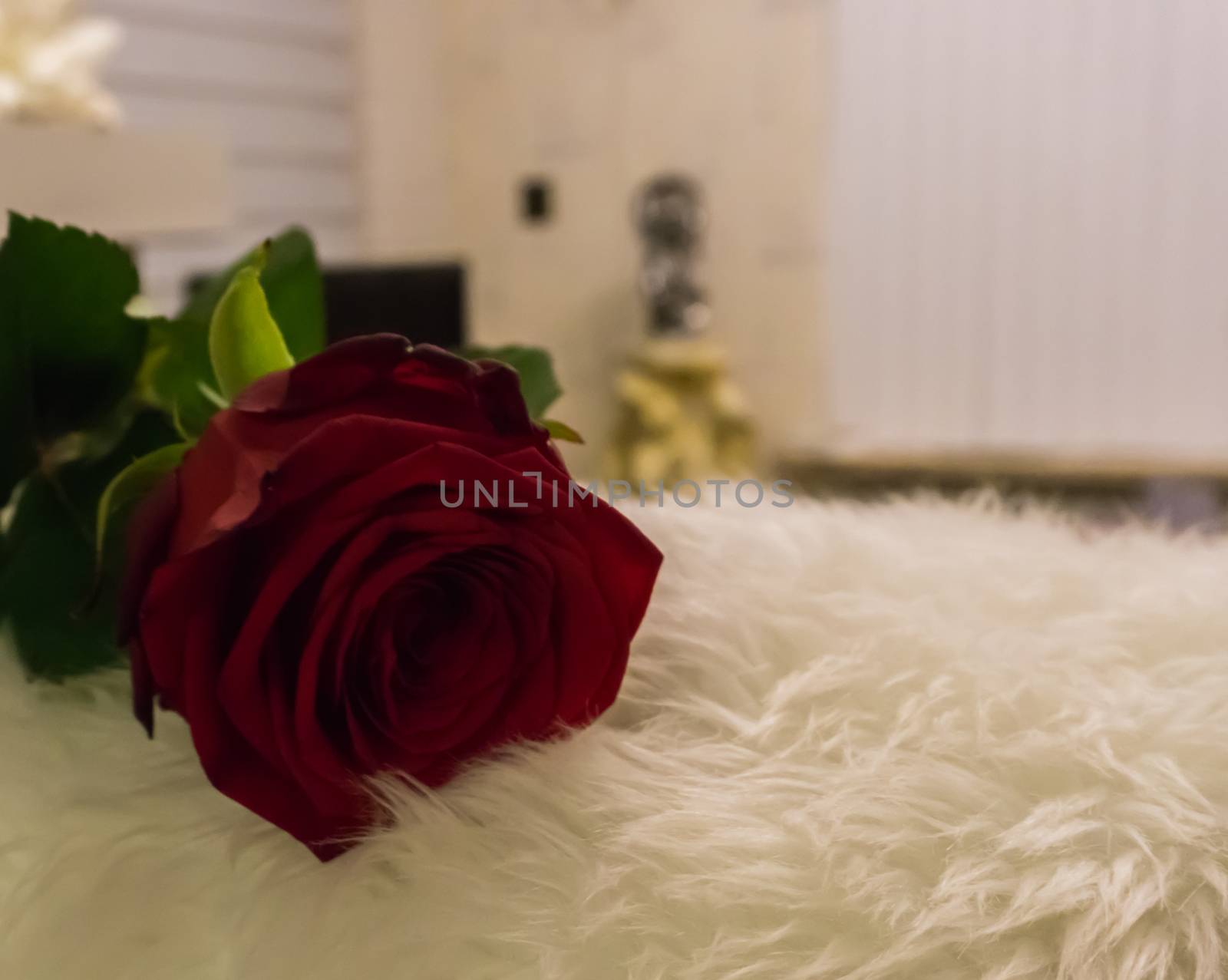 closeup macro of a red rose laying in a living room for valentines day a valentine surprise of love and appreciation