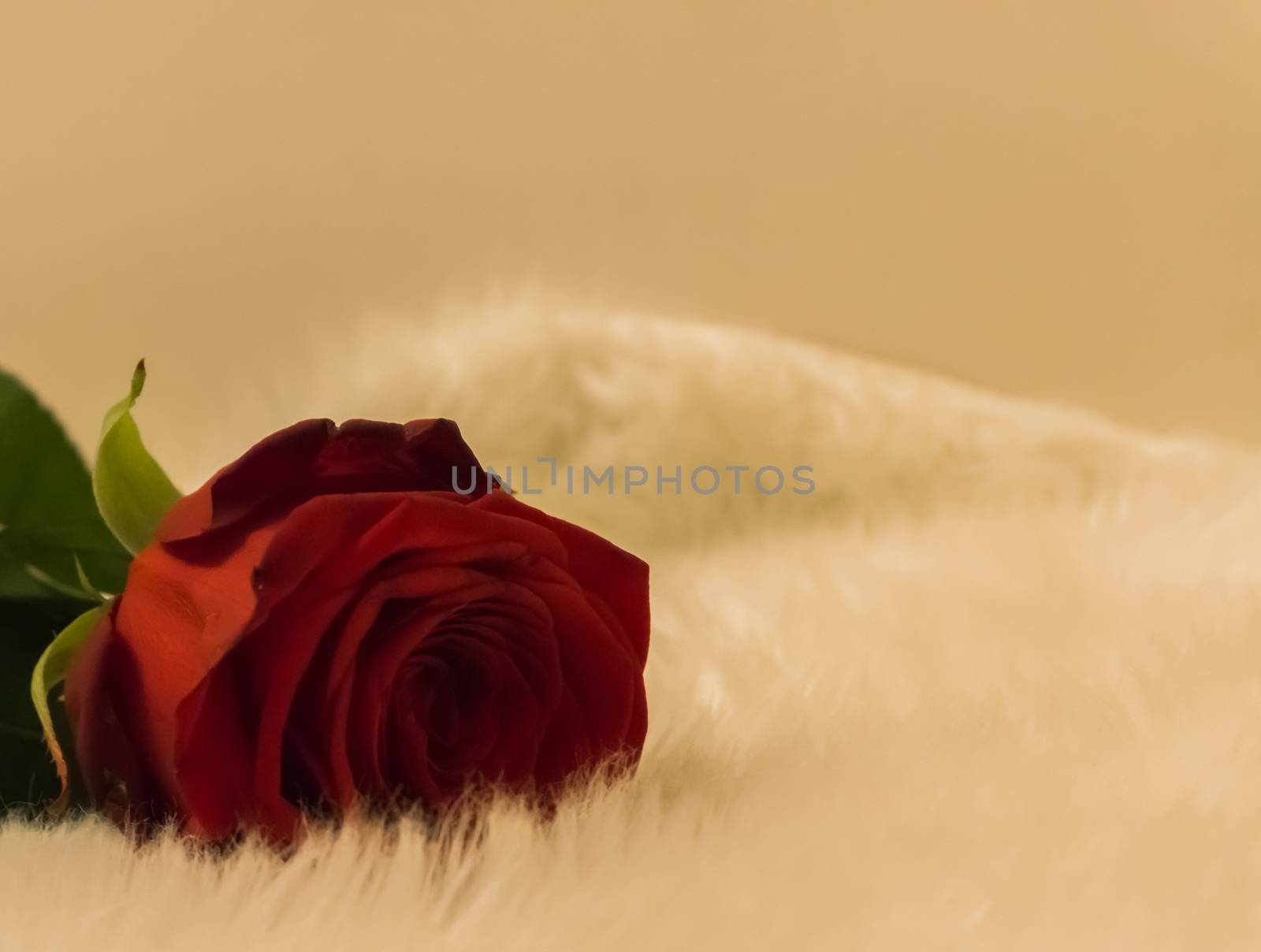 macro closeup of a red valentines day rose laying on a white carpet by charlottebleijenberg