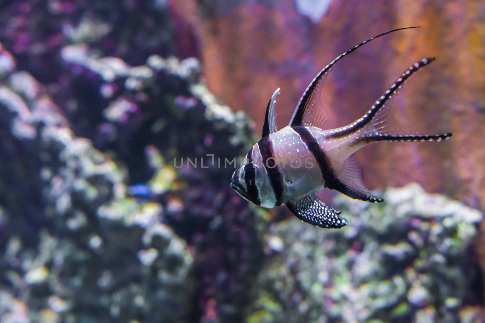 rare endangered banggai cardinalfish tropical fish from banggai island indonesia