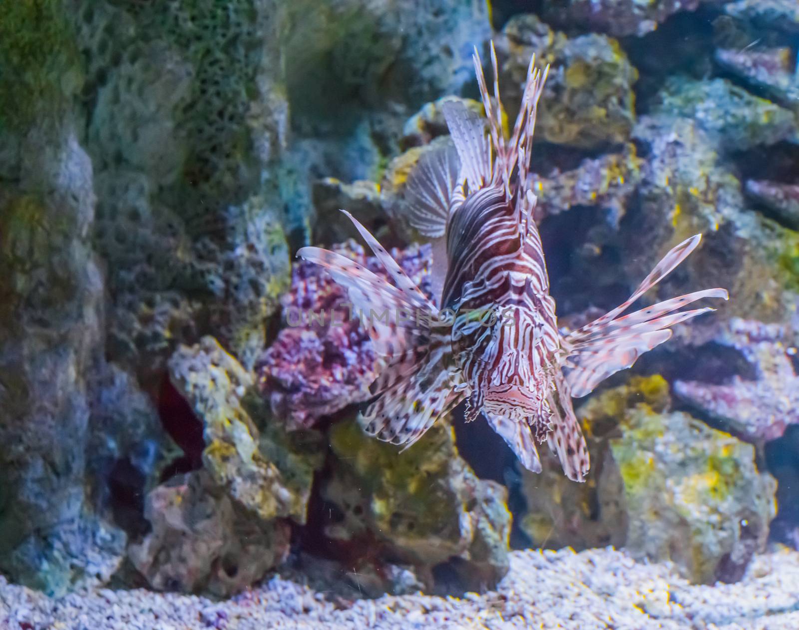 lionfish head a closeup from the front a dangerous and venemous aquarium pet from the tropical ocean