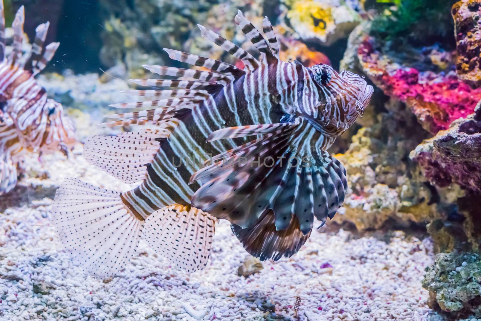 swimming lionfish a dangerous and venomous tropcial fish from the exotic ocean by charlottebleijenberg