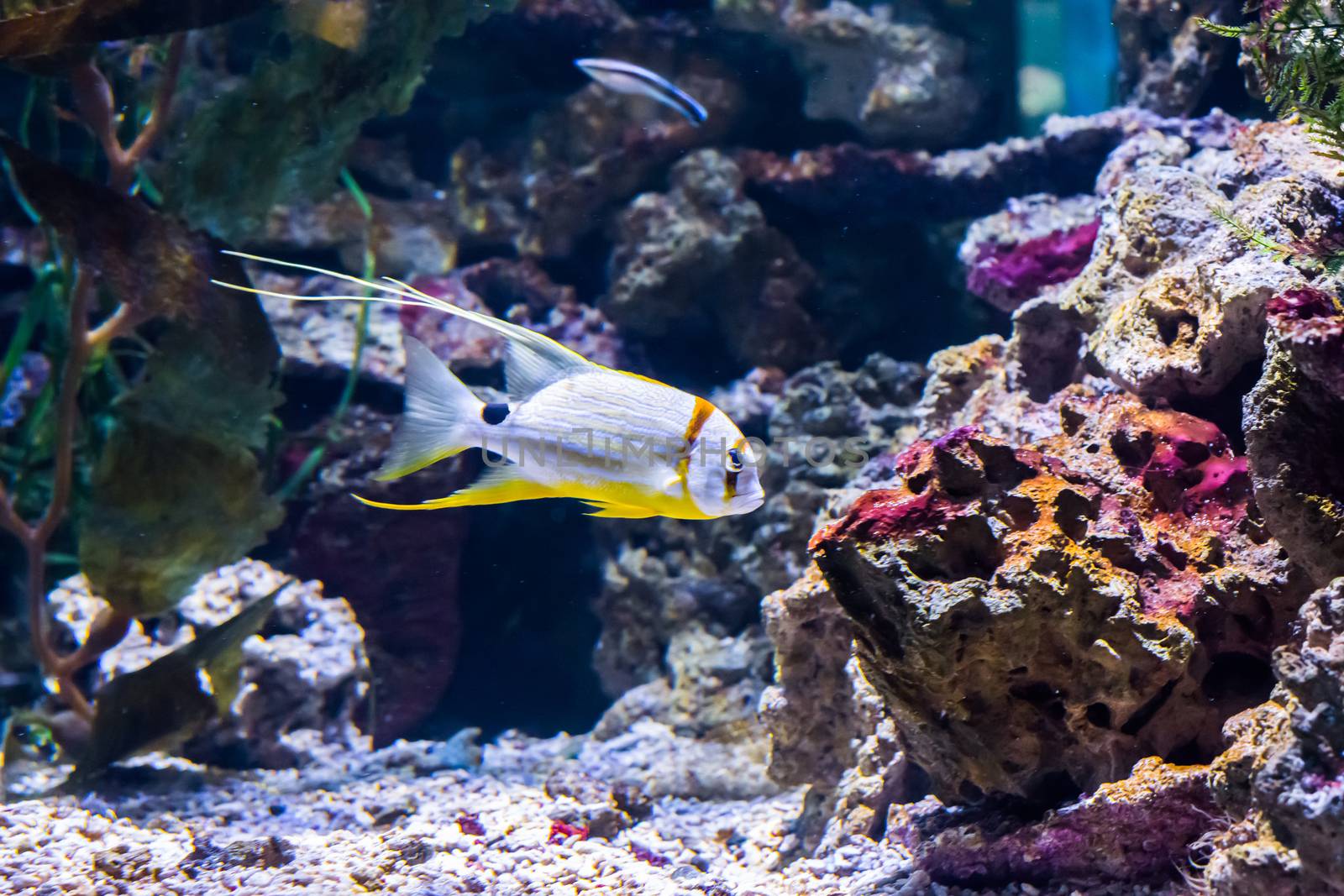 beautiful and elegant white and yellow striped tropical fish aquarium pet with elegant strings colorful exotic marine life portrait by charlottebleijenberg