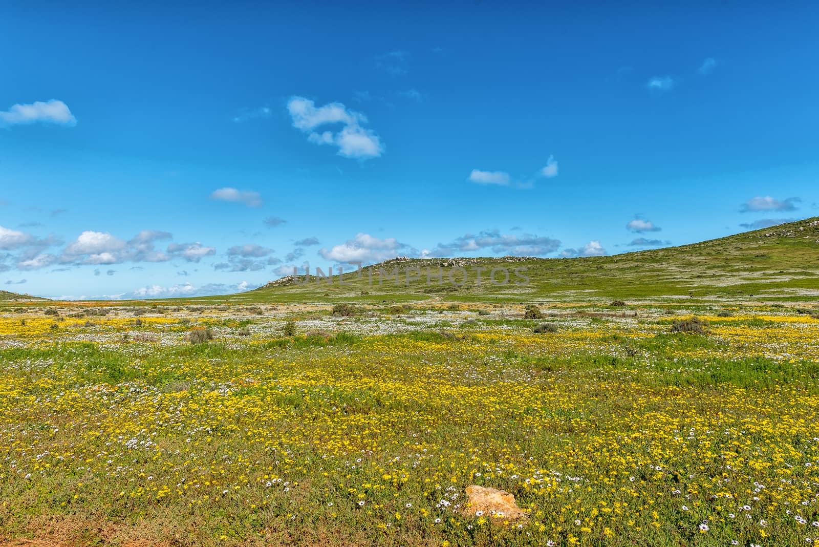 Ostriches between wild flowers at Postberg near Langebaan on the Atlantic Ocean coast of the Western Cape Province