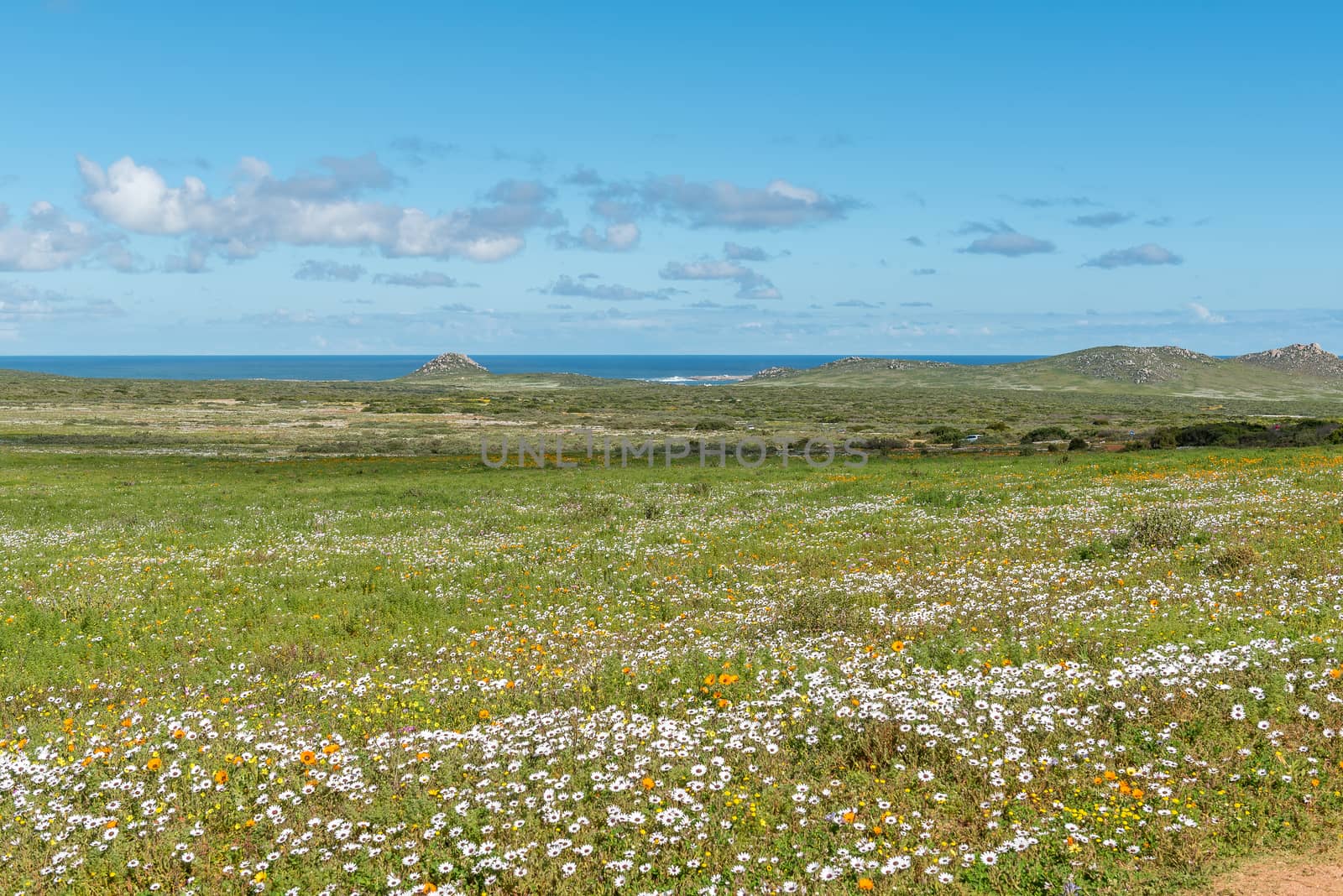Wild flowers at Postberg near Langebaan in the Western Cape Province. The Atlantic Ocean is visible