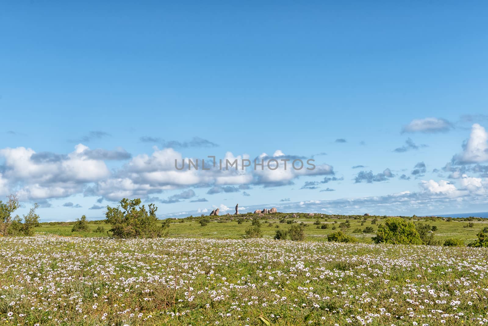 Wildflowers and a rock formation at Postberg near Langebaan on the Atlantic Ocean coast of the Western Cape Province