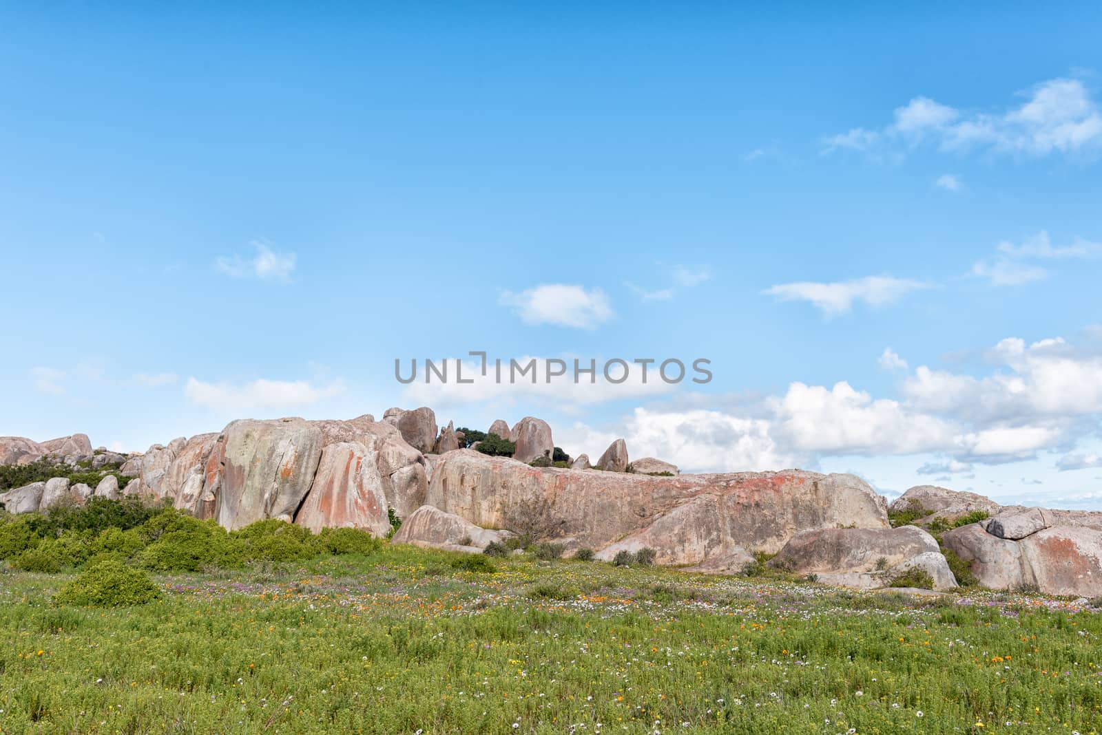 Wildflowers and a rock formation at Postberg near Langebaan on the Atlantic Ocean coast of the Western Cape Province