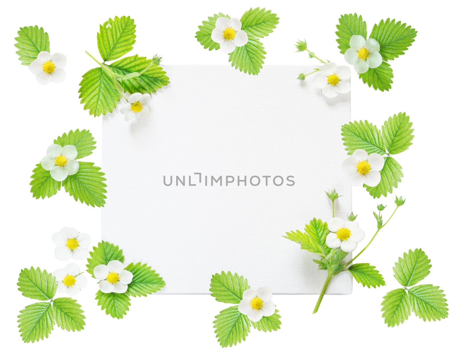 Frame with flowers and leaves of strawberry by Epitavi