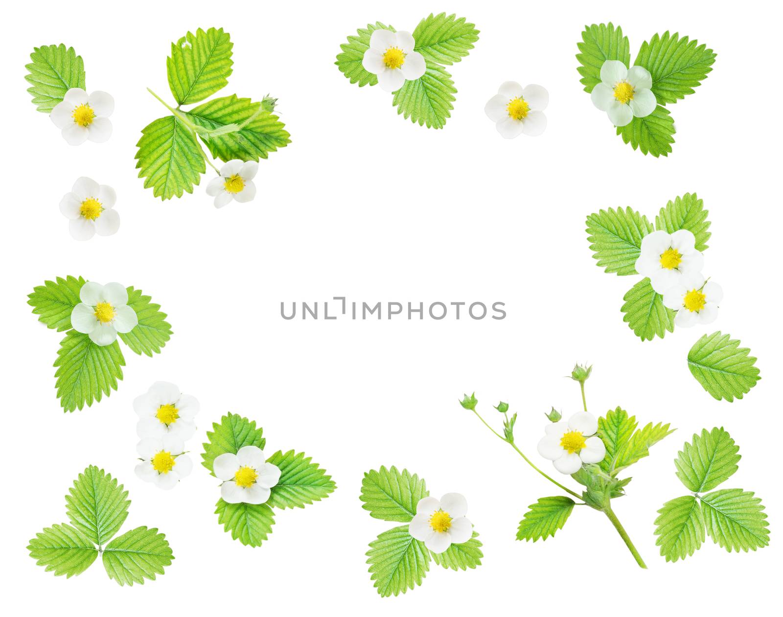 Frame with flowers and leaves of strawberry by Epitavi