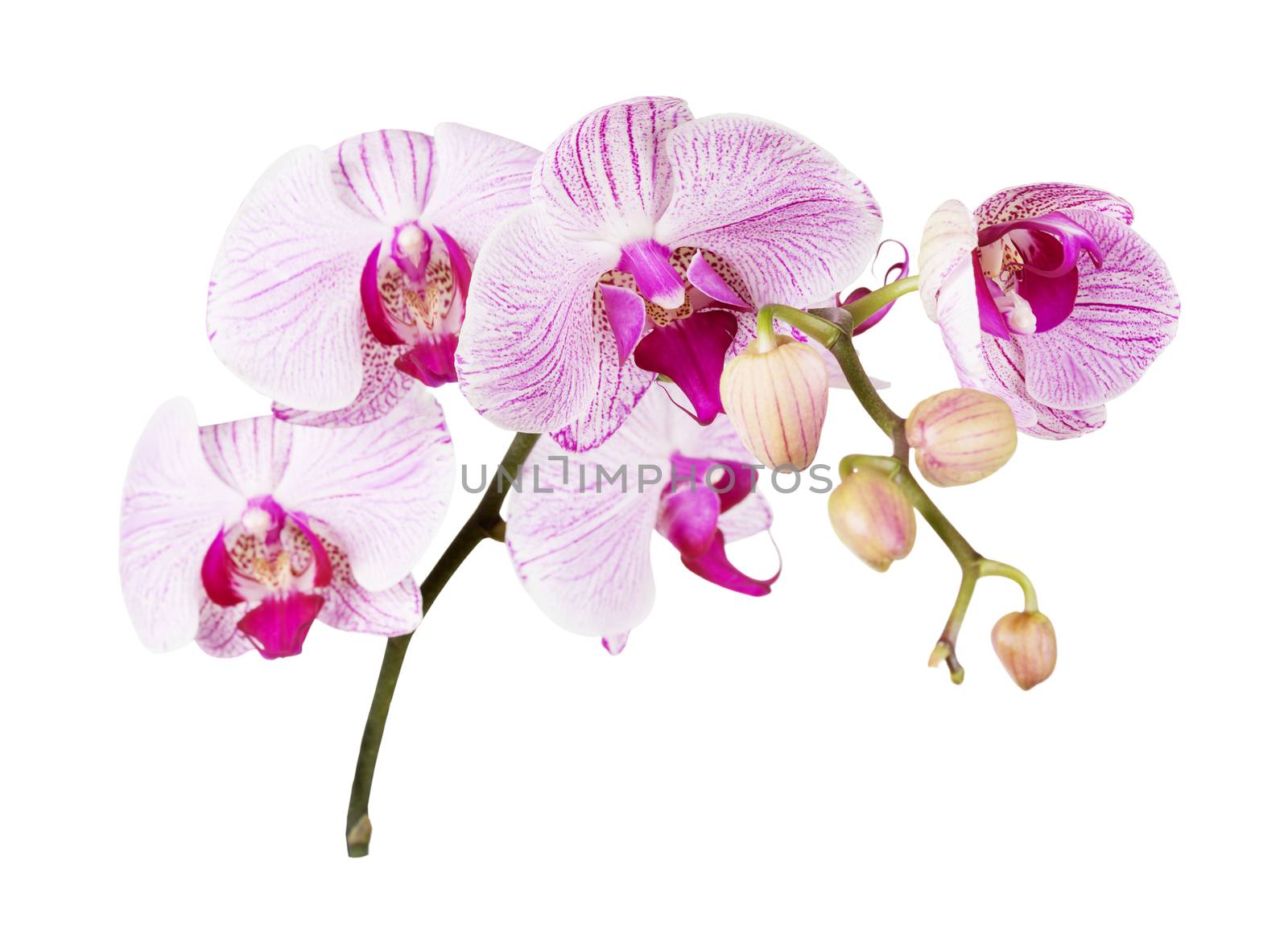 Pink orchid on a white background by Epitavi