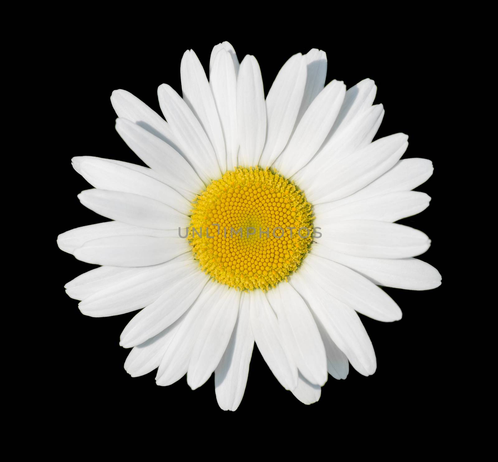 Chamomile flower close-up, isolated on a black background