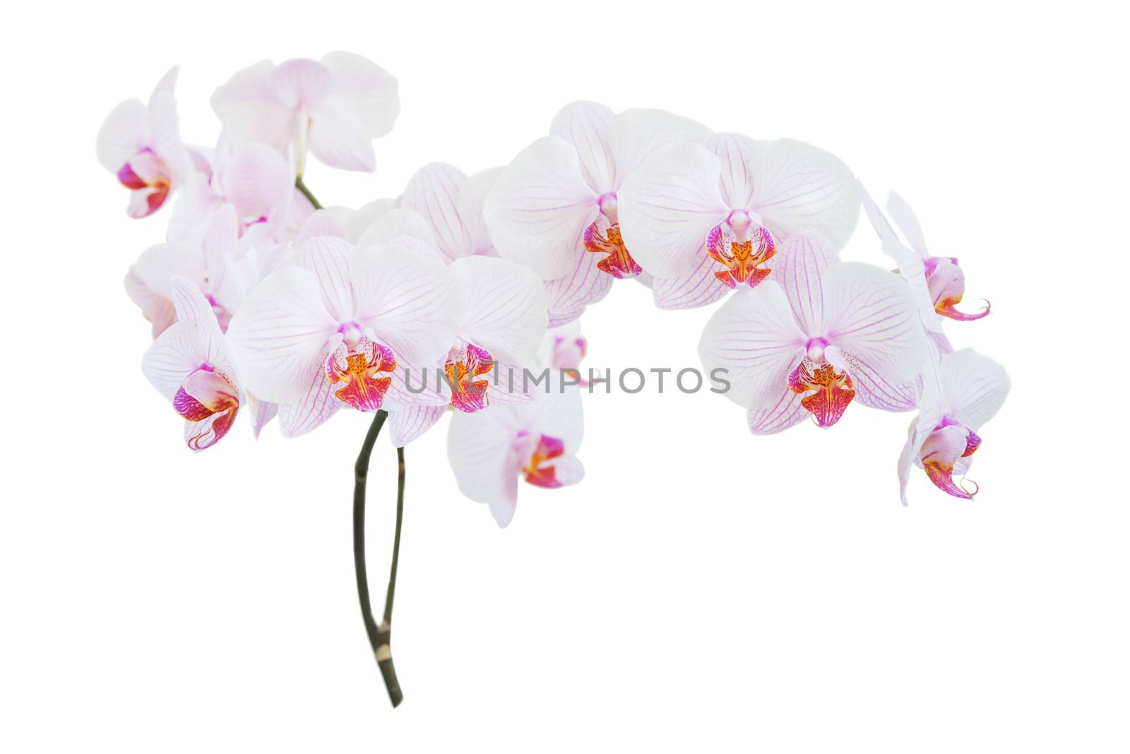 Striped white and pink orchid flowers varieties Moscow isolated on a white background