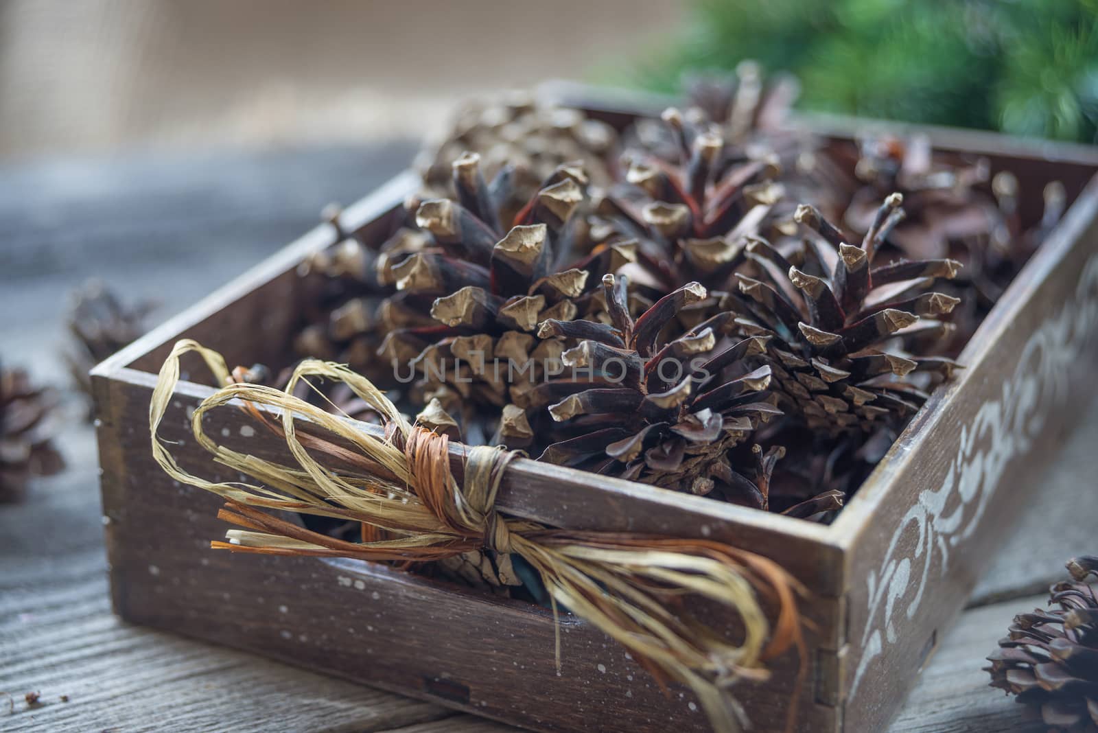 Christmas concept: full wooden box of pine cones and red holly berries and spruce branches on the background of old unpainted wooden boards