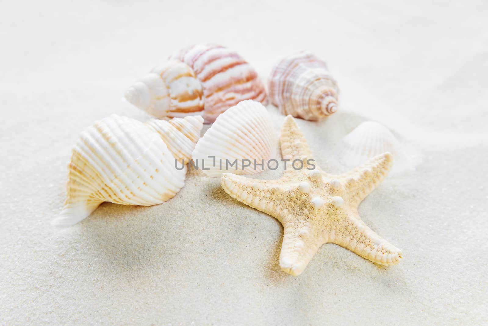 Several clams and starfishes on the background of sea sand