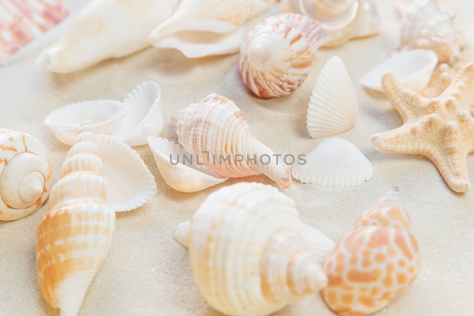 Several clams and starfishes on the background of sea sand