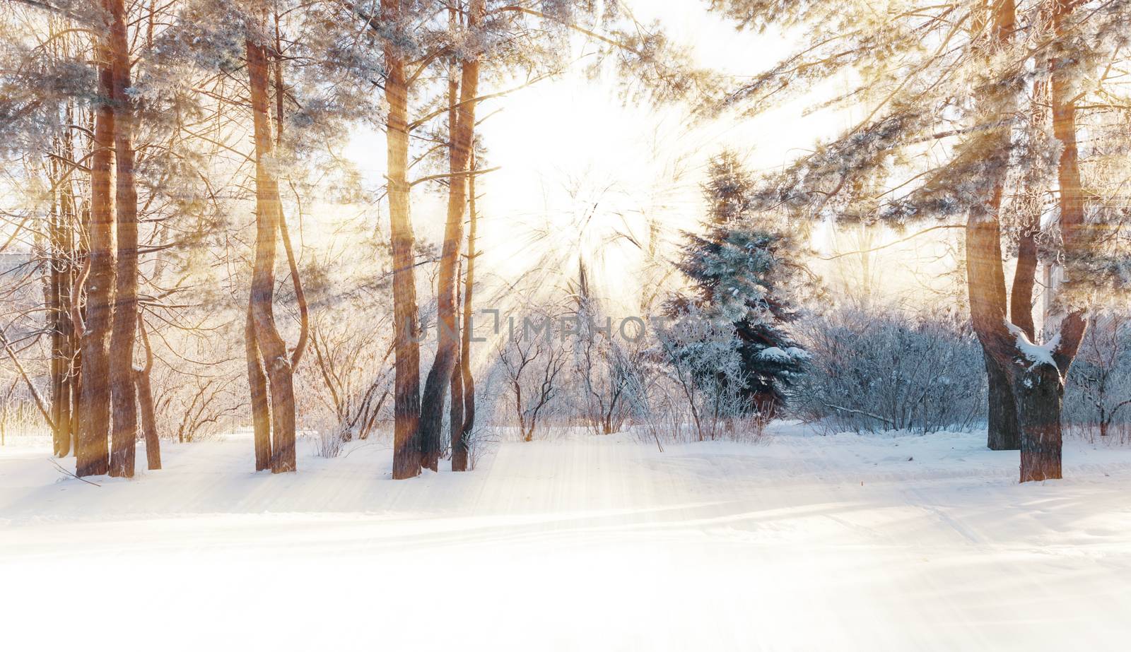 Winter park with snow-covered pine trees at clear frosty morning