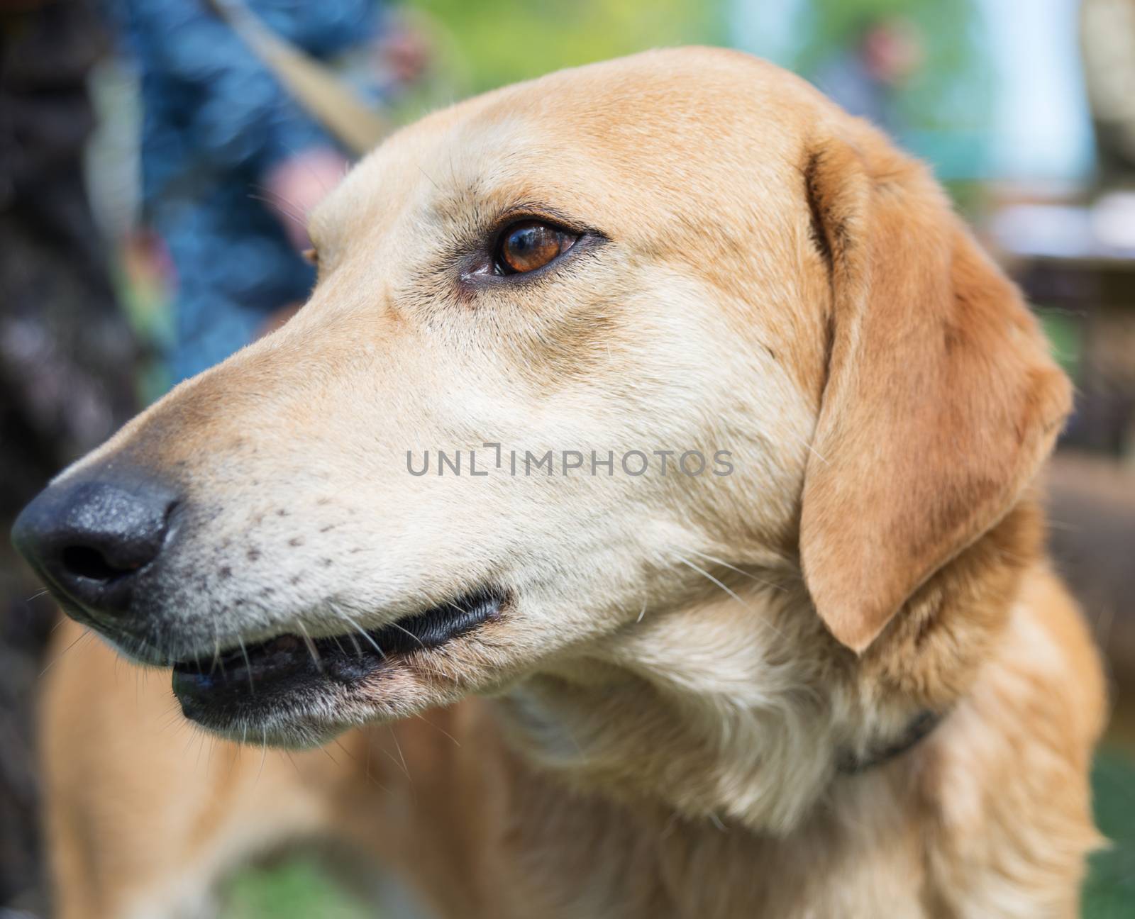Portrait of a beige purebred hunting dog Russian Hound close-up
