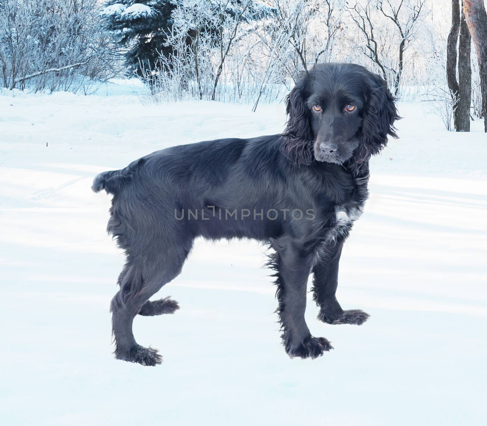 Hunting dog Black Cocker Spaniel isolated on white background walks in the winter park covered with snow