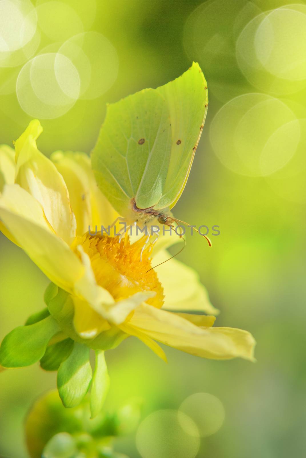 Yellow butterfly on a big yellow flower with a beautiful bokeh