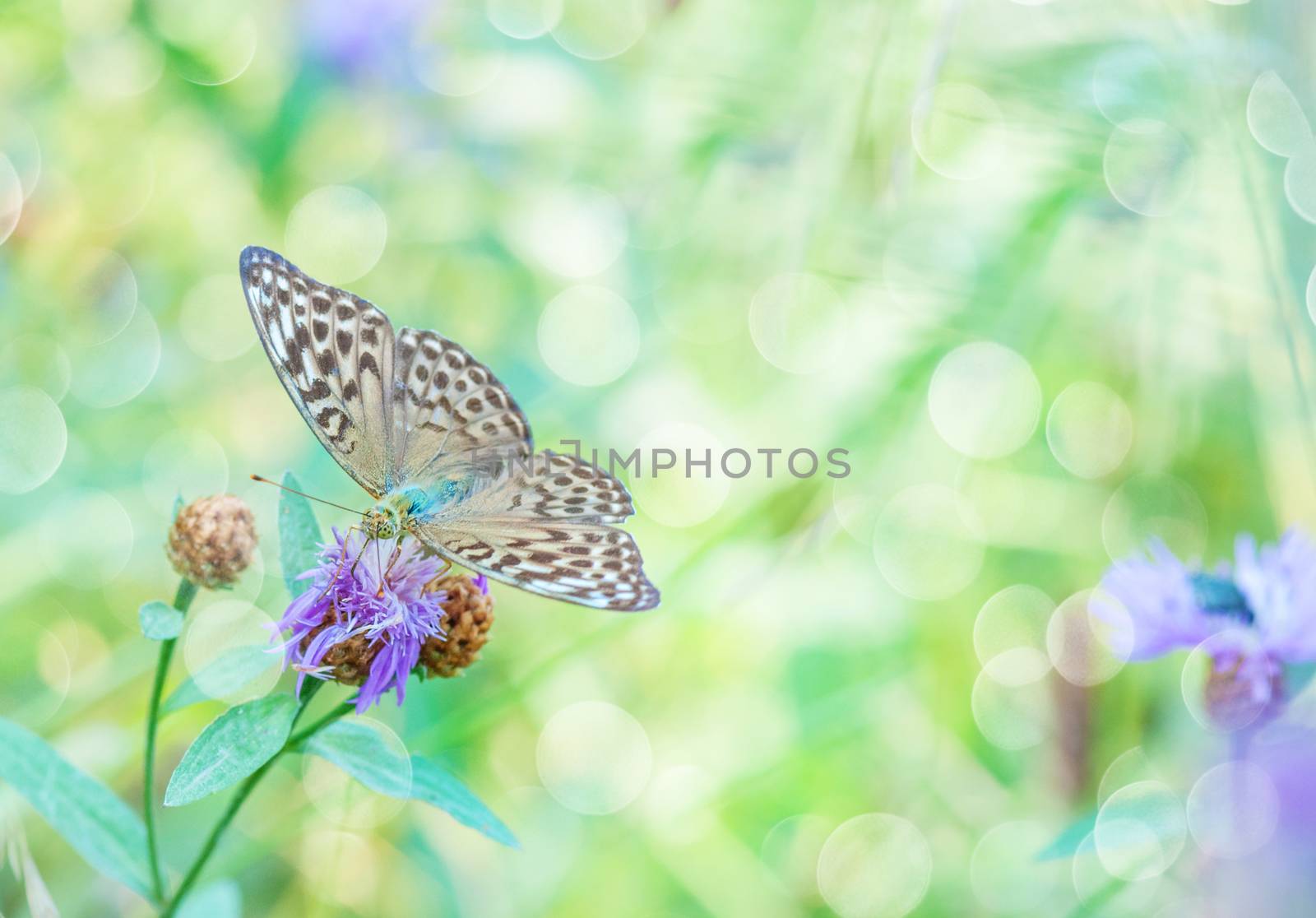 Green natural background with the big butterfly on a flower and beautiful bokeh