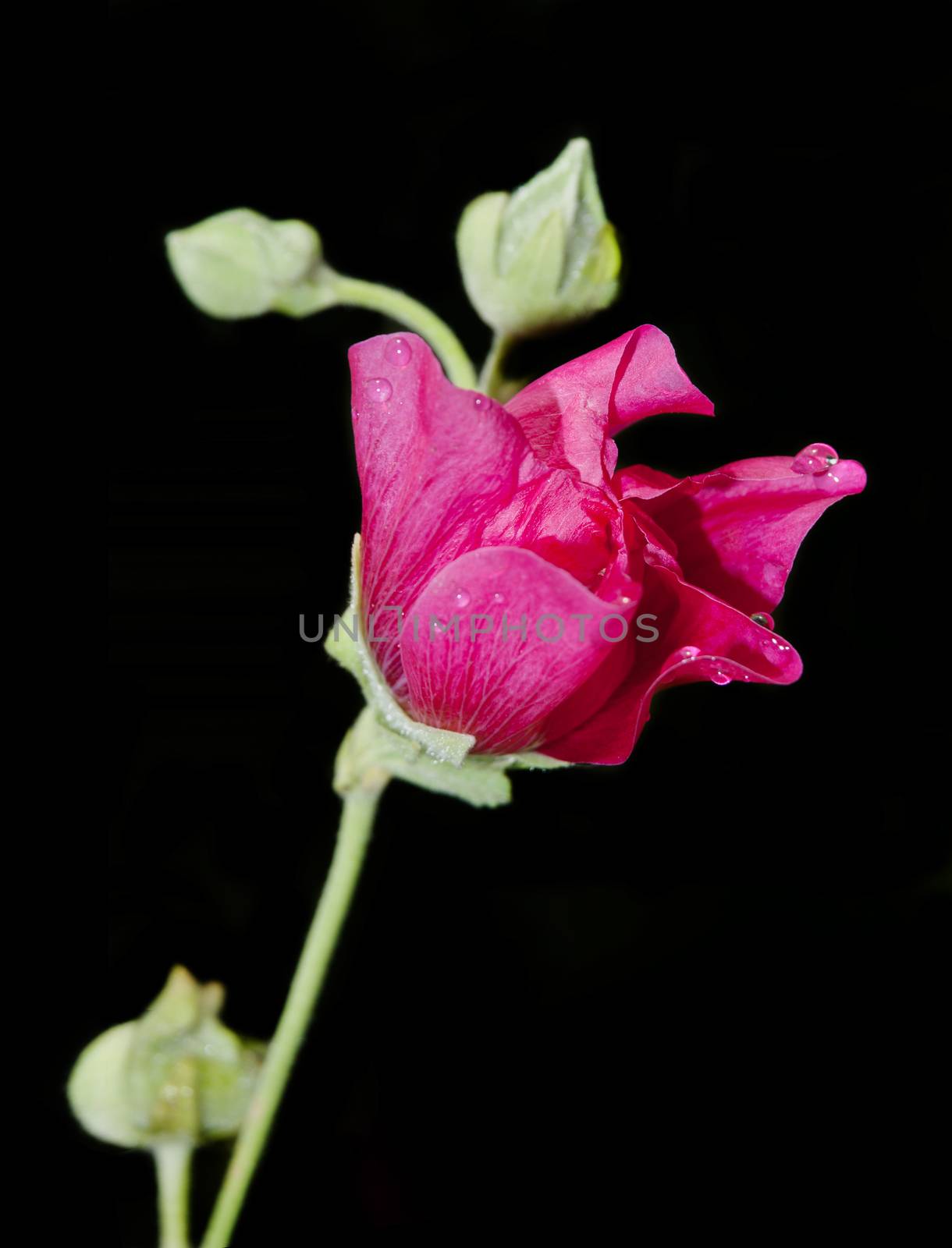 Beautiful flower of red malva, isolated on a black background