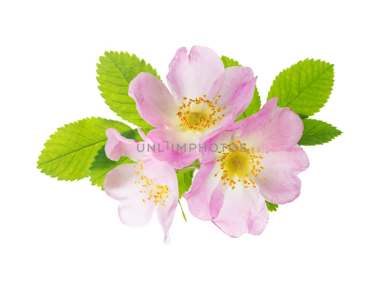 Three delicate pink wild rose flowers with green leaves isolated on white background
