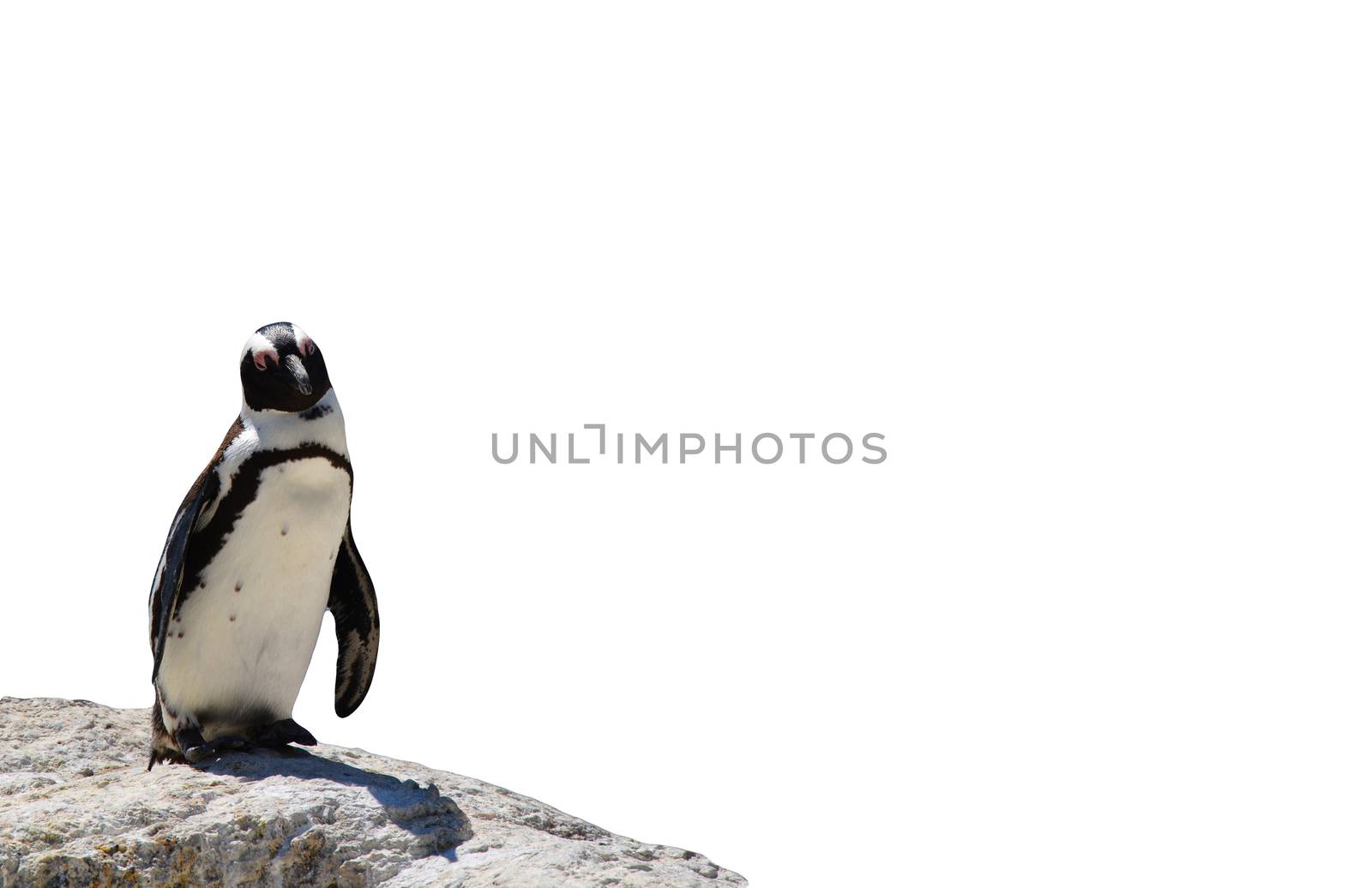 african black-footed penguin standing on a rock isolated on a white background