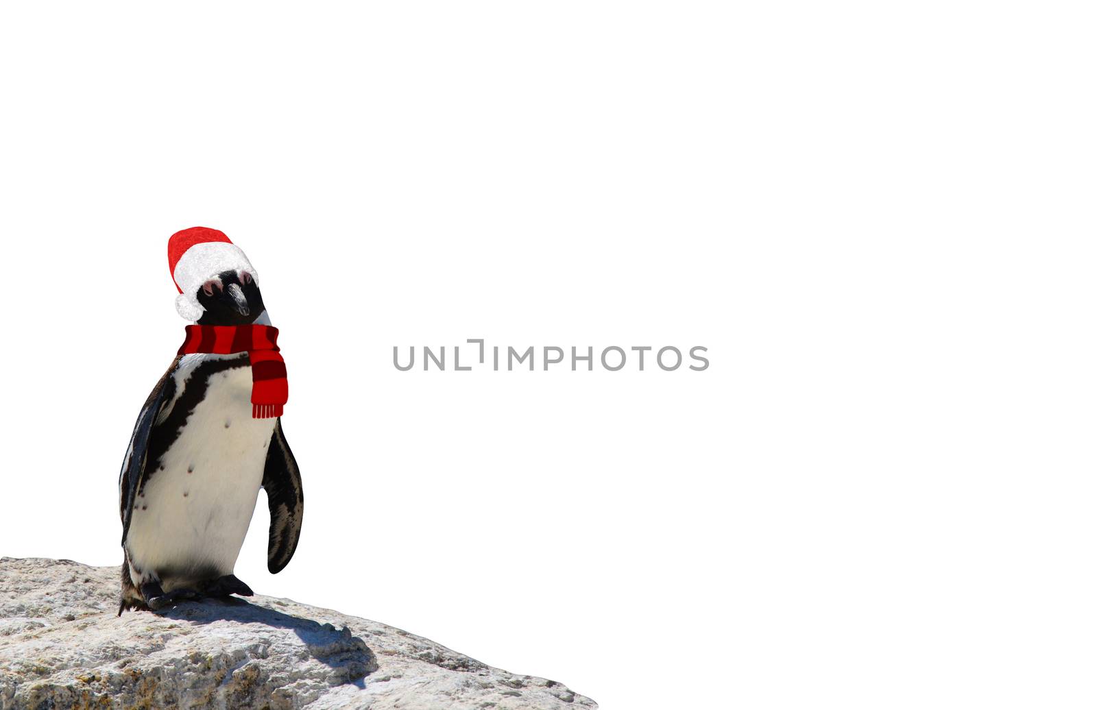 Merry christmas a funny african penguin wearing a scarf and santa claus hat isolated on a white background