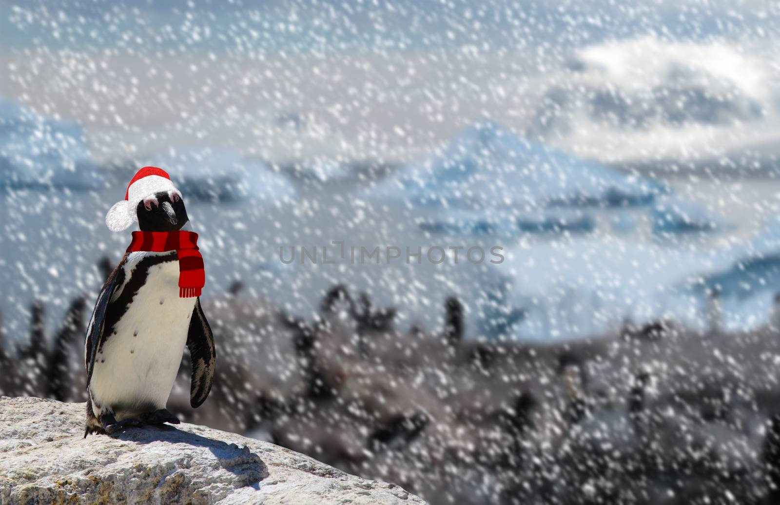 Winter season concept a funny penguin standing on a rock wearing a santa claus hat and scarf while snowing and a family of penguins by charlottebleijenberg