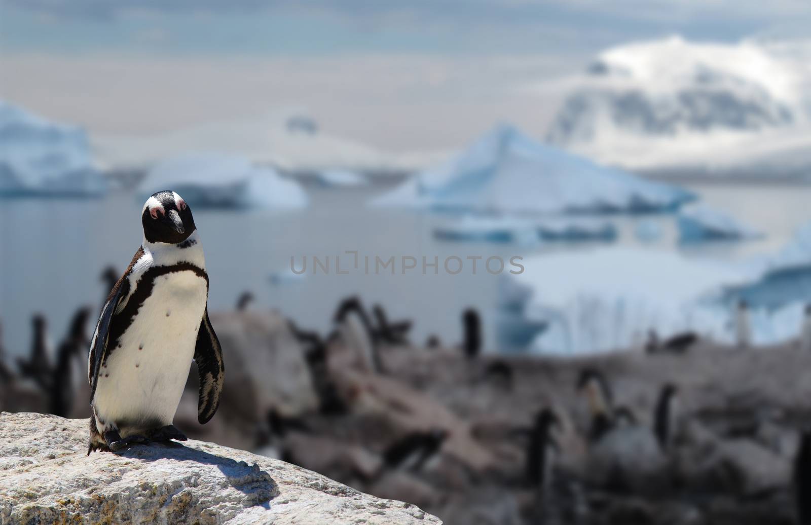african black-footed penguin standing on a rock with his family in the background by charlottebleijenberg