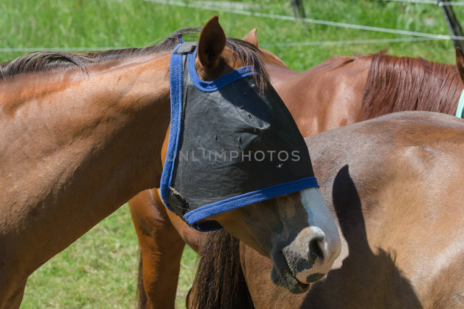 Fly protection for horses by JFsPic