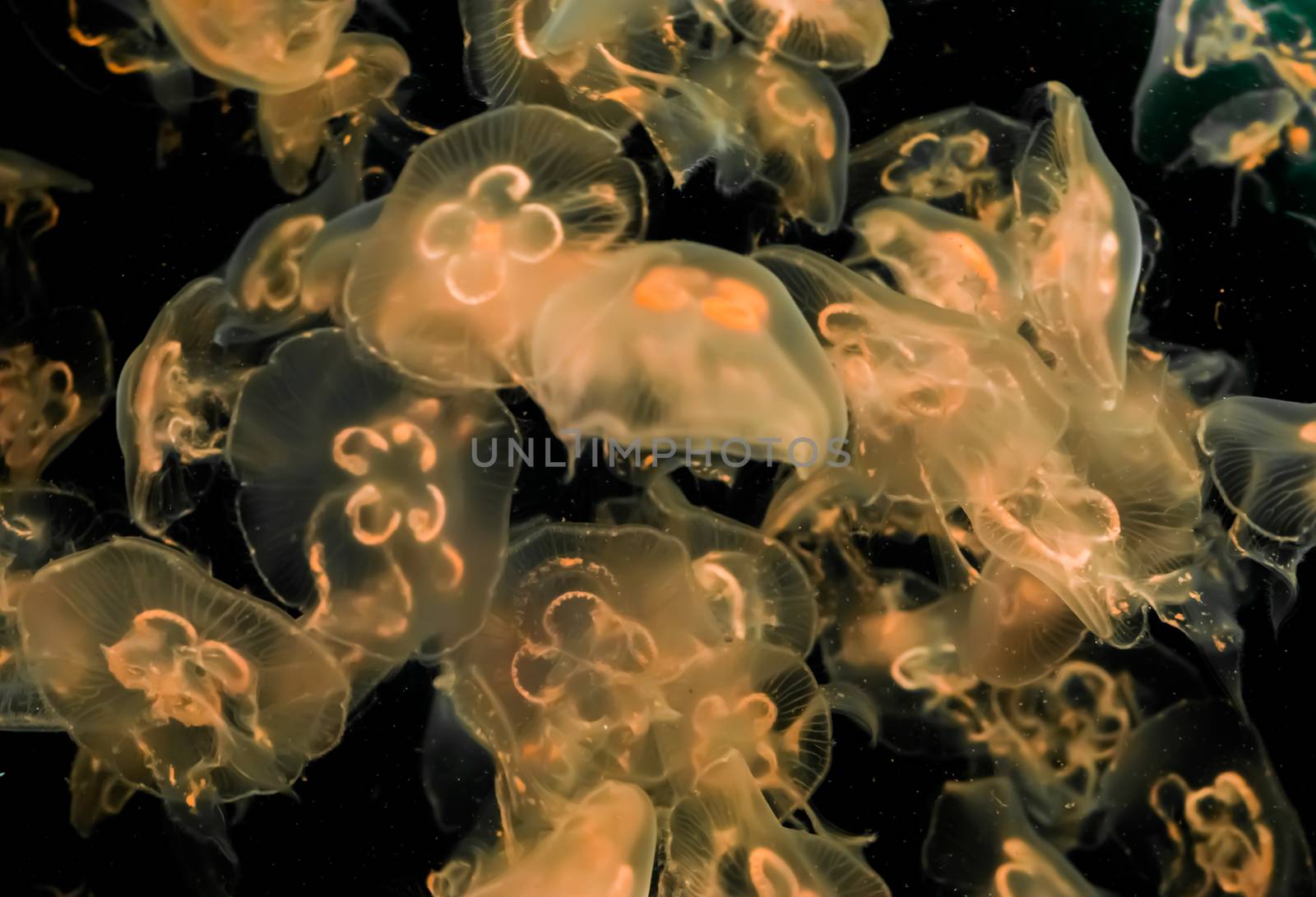 beautiful marine life background of many moon jellyfish lighting up and glowing in the dark ocean by charlottebleijenberg