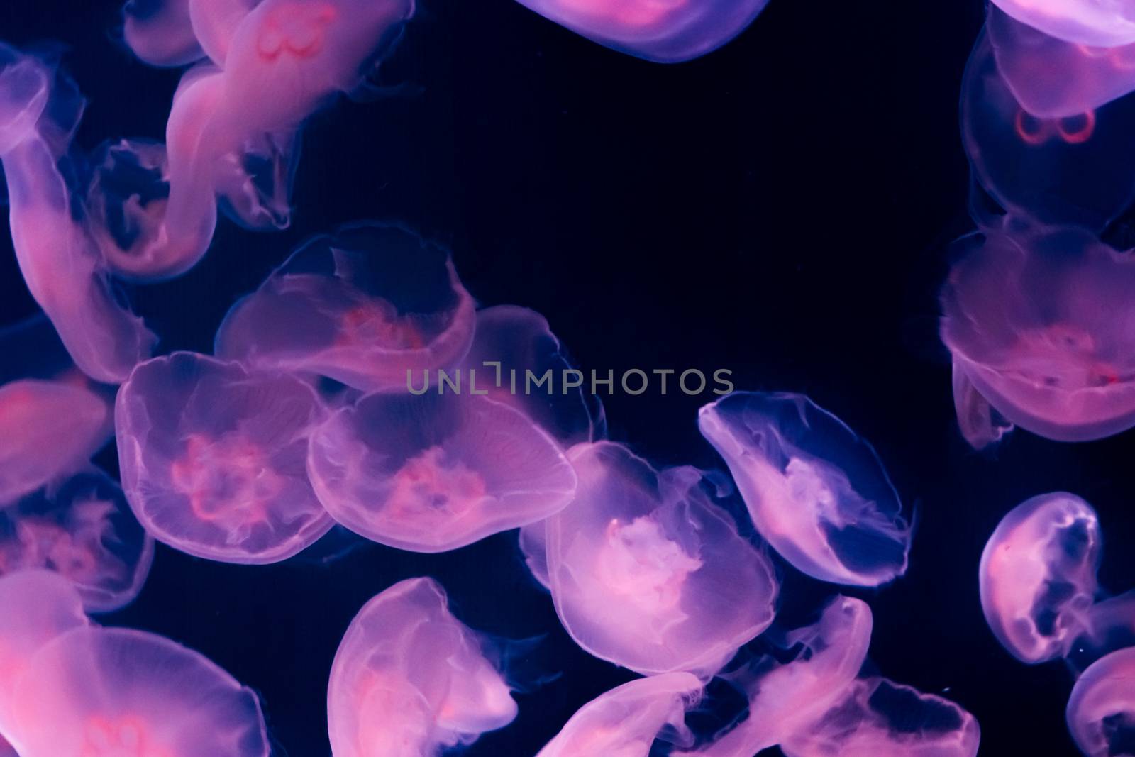 amazing marine life background of many moon jellyfish giving light in the dark sea in purple and pink colors by charlottebleijenberg