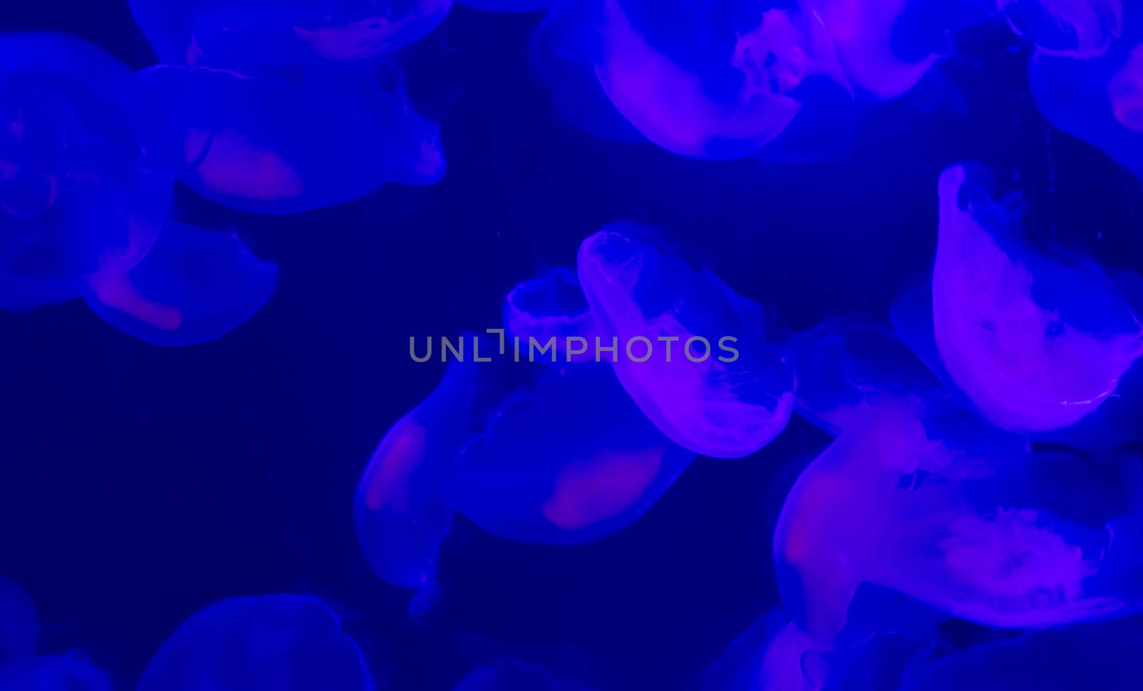 group of common moon jelly fish swimming in the ocean and glowing in blue and purple colors a marine life background by charlottebleijenberg